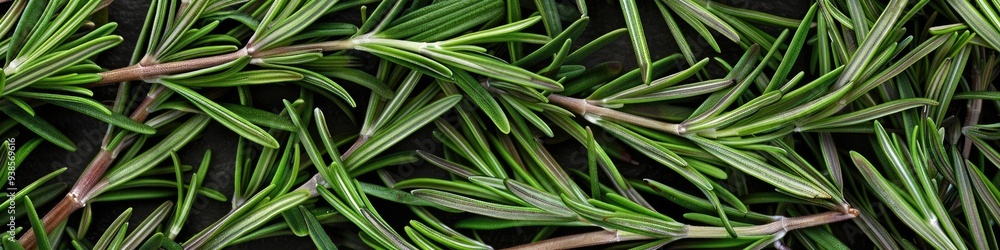 Fresh green rosemary as a flavorful culinary herb Ideal for enhancing the taste of meat dishes