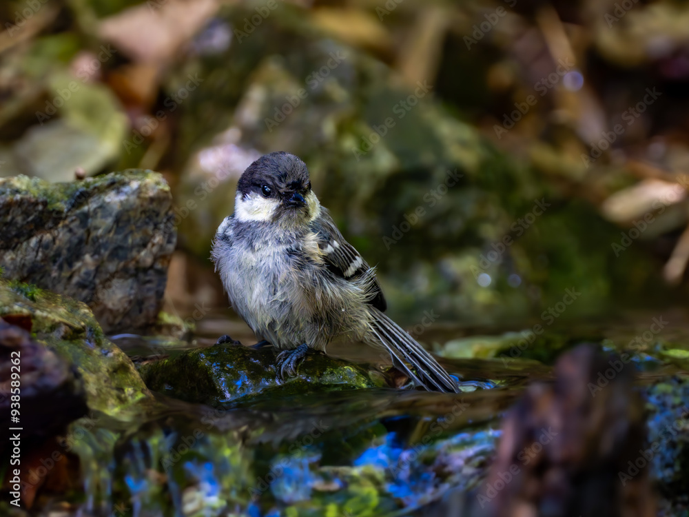 Naklejka premium 森の中の暗い水場で水浴びしているヒガラ