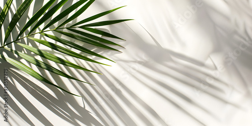 Palm Leaf Shadows on White Surface