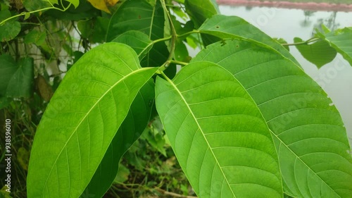 Close up shot of Jabon / Antochepalus Cadamba flower and leafs photo