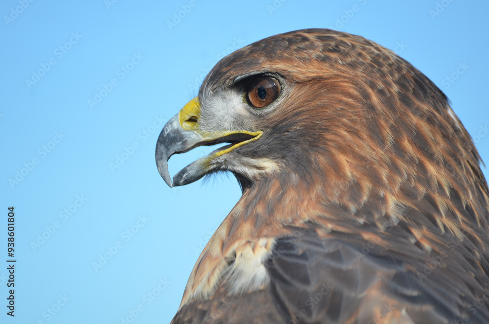 Obraz premium Red tailed hawk with head portrait with serious expression with mouth open with blue background