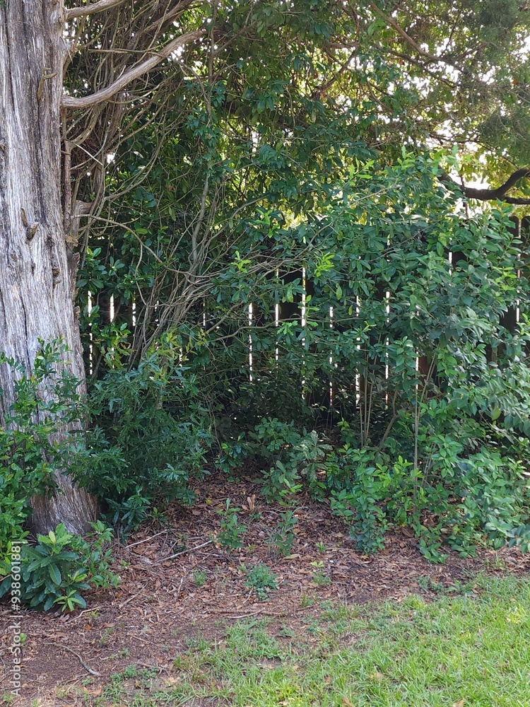 Fototapeta premium Scenic backyard view