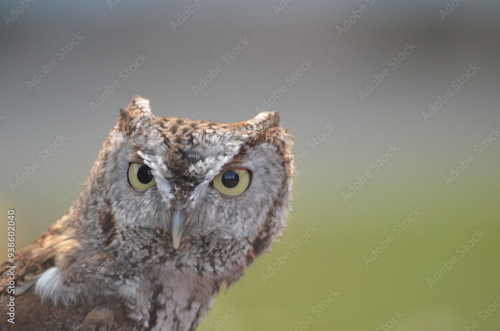 Brown Screech Owl Close up looking at camera with green field background Brown Screech Owl Close up looking at camera with green field background
