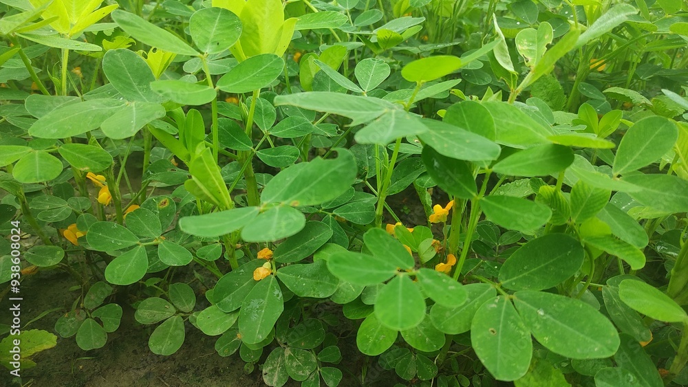 Peanut Field, Peanut plantation fields. Peanuts are growing in the fields Peanut Field, Peanut plantation fields. Peanuts are growing in the fields
