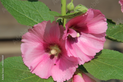 Hollyhocks In Bloom, Fort Edmonton Park, Edmonton, Alberta
