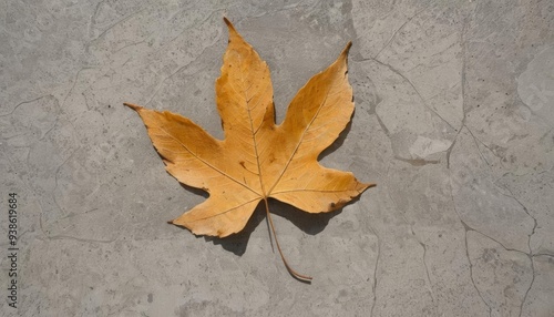  Autumns Touch A single leaf on a concrete canvas