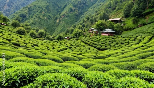  Vibrant green hills a testament to meticulous gardening