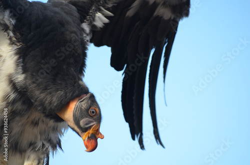 Endangered American Californian Condor in flight close up with wings out in flight