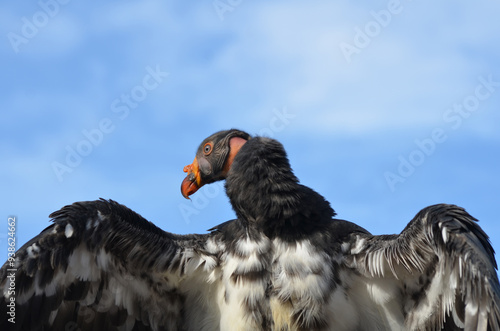 Endangered American Californian Condor in flight close up with wings out while perched