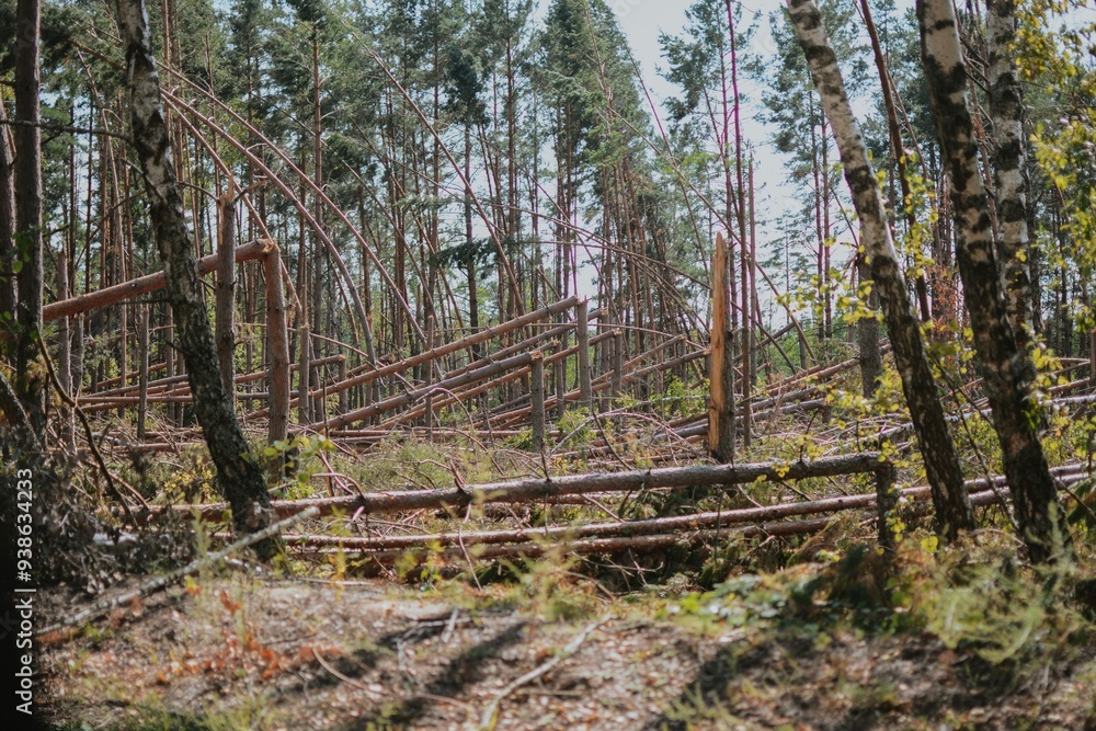 a large forest with pine and birch trees where was a storm and some trees were damaged and broken a large forest with pine and birch trees where was a storm and some trees were damaged and broken