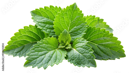 Green and Fresh patchouli leaves on a transparent background