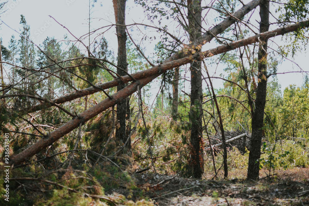 a large forest with pine and birch trees where was a storm and some trees were damaged and broken a large forest with pine and birch trees where was a storm and some trees were damaged and broken