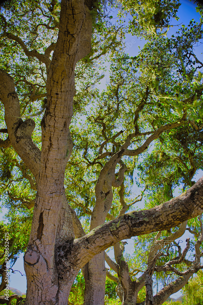 Fototapeta premium Hiking in Los Osos State Park