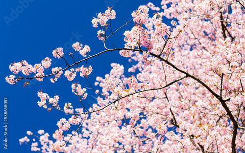 Sakura or cherry blossom tree with pink flowers in full bloom on blue sky during spring. 