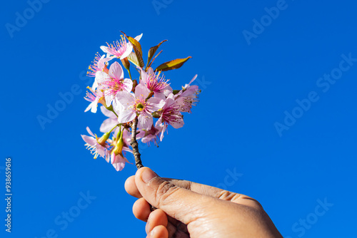 Fotografie cherry blossom or pink sakura flower in hand