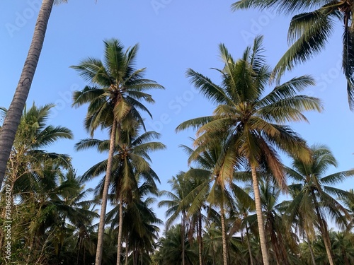 Coconut Palm Trees Under a Bright Blue Sky. A view of tall coconut palm trees reaching up towards a bright blue sky. The trees form a dense canopy, creating a sense of serenity and tranquility.