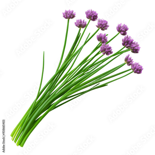 Fresh chives with purple flowers, perfect for culinary use and garnishing