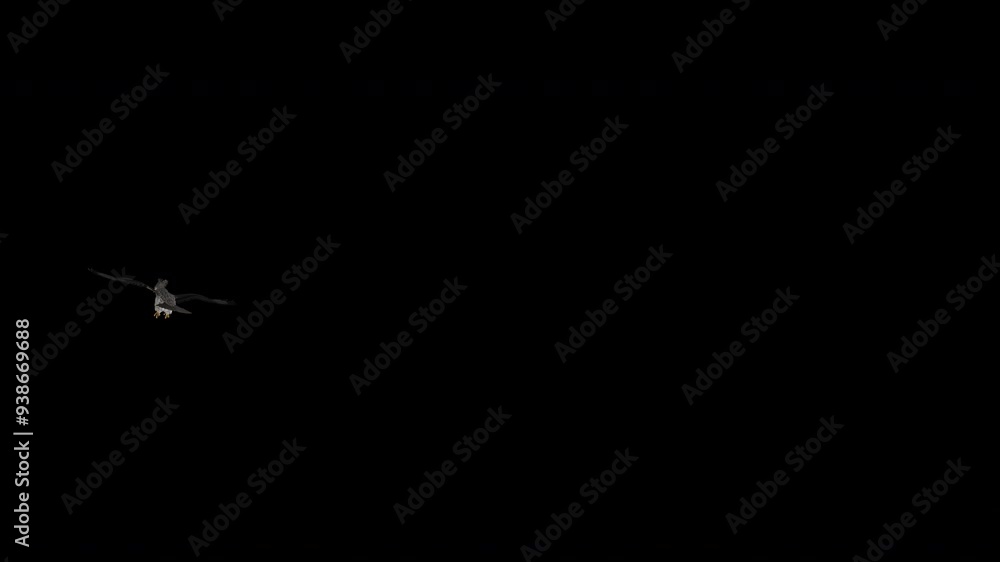 African Crowned Eagle Crested Raptor Bird - Flying Around Screen Loop - Alpha Channel - Realistic naturalistic 4K UHD 3D animation isolated on transparent background African Crowned Eagle Crested Raptor Bird - Flying Around Screen Loop - Alpha Channel - Realistic naturalistic 4K UHD 3D animation isolated on transparent background