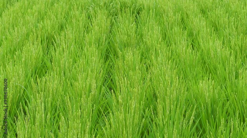 稲穂を付けた夏の水田 稲穂を付けた夏の水田