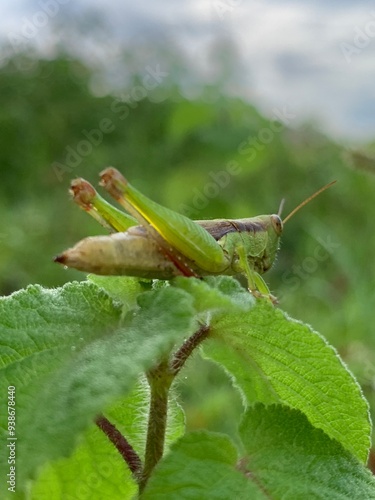 Wallpaper Mural Oxya japonica insect, green insect, tuk ka tan, Tak ka tan na Torontodigital.ca