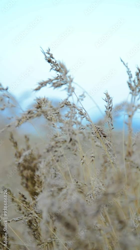 Golden wheat field with sky in the background in Asia. High quality footage Golden wheat field with sky in the background in Asia. High quality footage