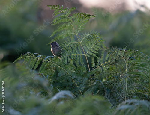 Dunnock Fledgling photo