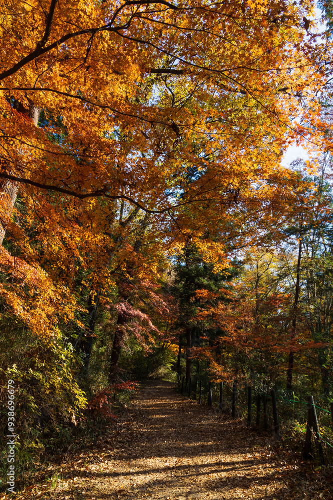 Obraz premium 日本の風景・秋 埼玉県嵐山町 紅葉の嵐山渓谷
