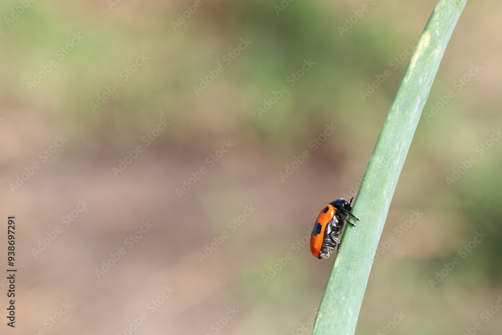 There is a ladybug resting comfortably on a vibrant green leaf There is a ladybug resting comfortably on a vibrant green leaf