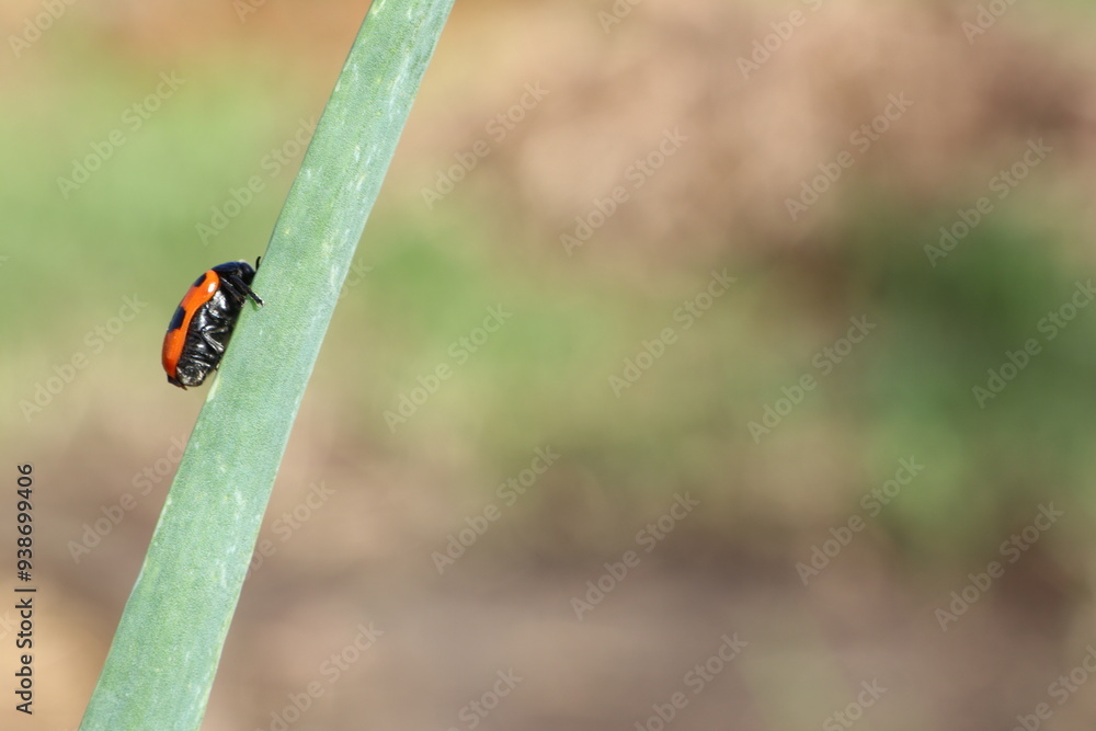 A small ladybug is peacefully sitting on a vibrant green stick A small ladybug is peacefully sitting on a vibrant green stick
