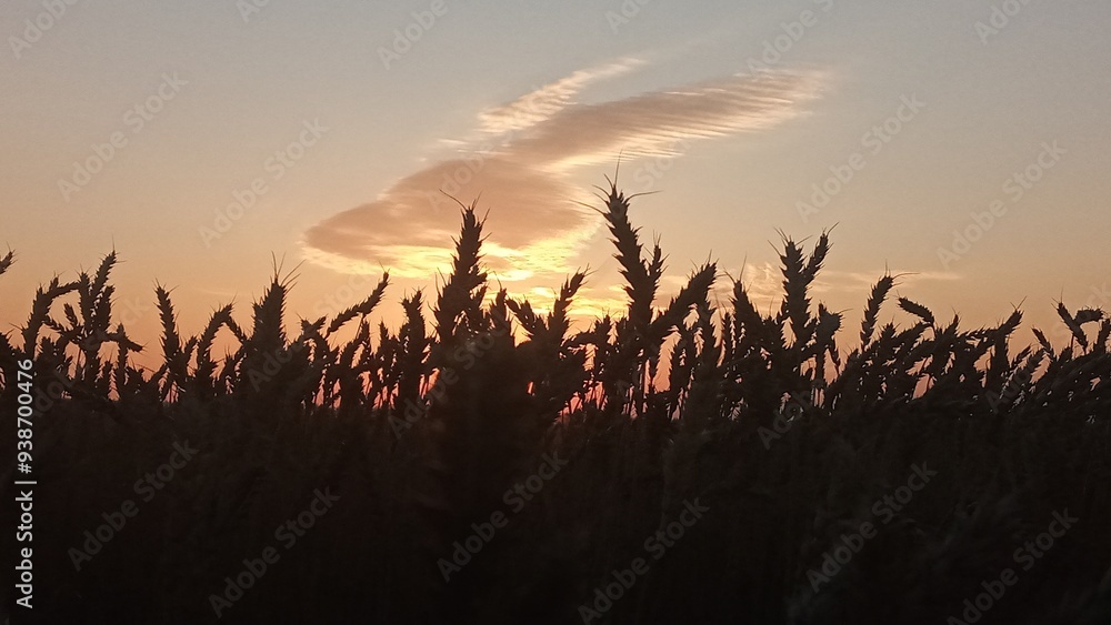 Golden wheat field at sunset with a beautiful sky and clouds in the background Golden wheat field at sunset with a beautiful sky and clouds in the background