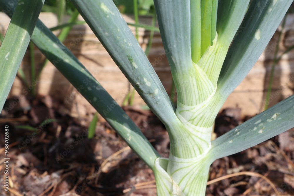 Obraz premium Closeup of a thriving green onion plant in a welltended garden
