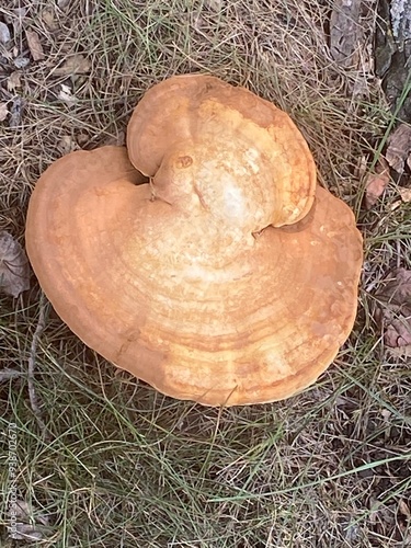 mushroom in the forest