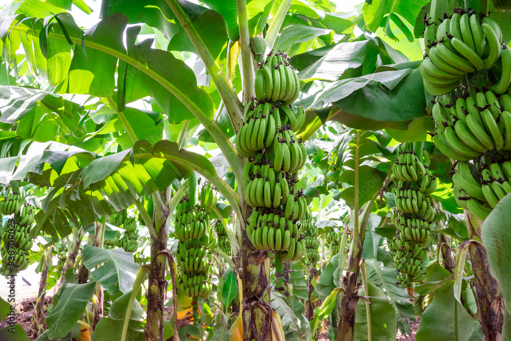 Green bananas growing on trees. Green tropical banana fruits Green bananas growing on trees. Green tropical banana fruits