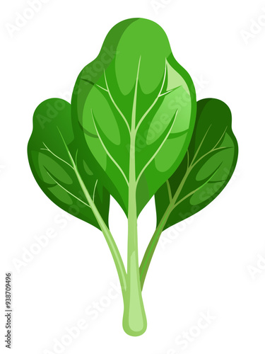 illustration of spinach isolated on white background