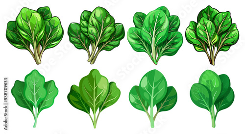 illustration of spinach isolated on white background