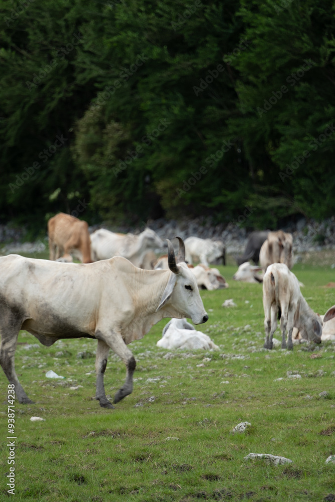cows in the field cows in the field
