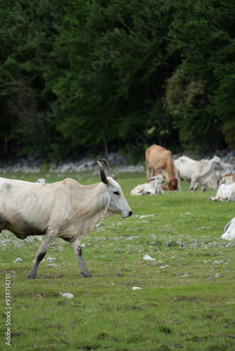 Wallpaper Mural cows in the field Torontodigital.ca