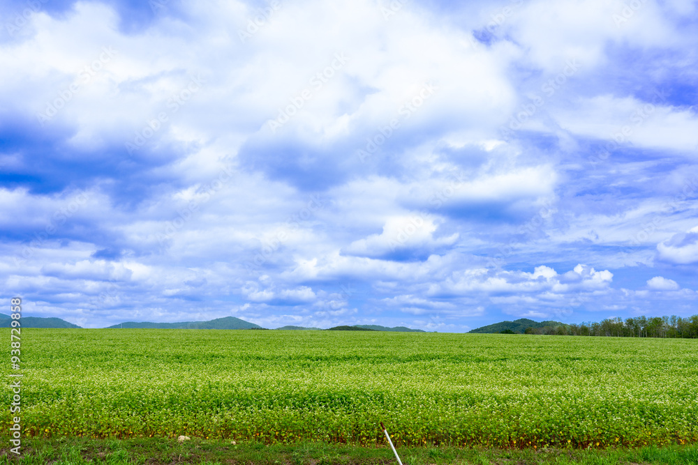 Obraz premium 純白の丘から見る満開のそば畑 北海道