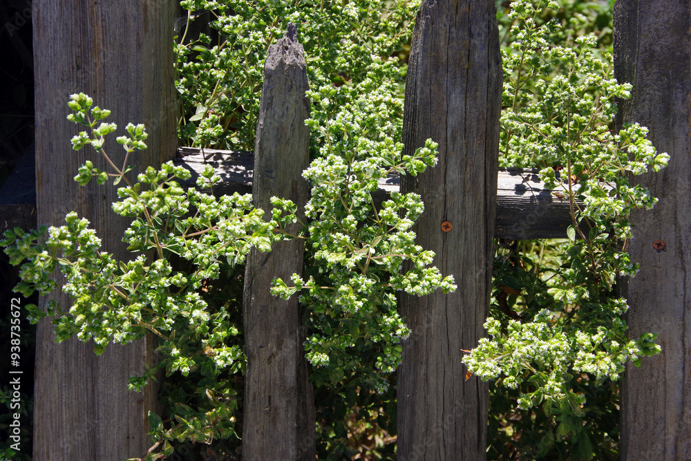 Fototapeta premium Old weathered wooden garden fence