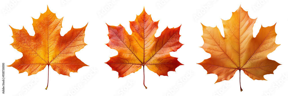 colorful autumn maple leaves isolated on transparent background colorful autumn maple leaves isolated on transparent background