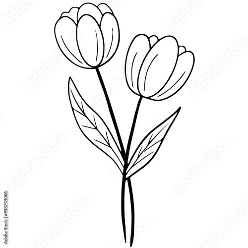 hand drawn tulip