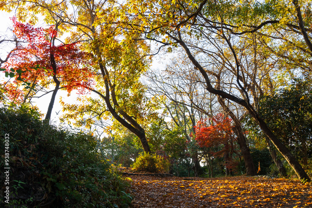 日本の風景・秋 古都鎌倉 紅葉の源氏山公園 日本の風景・秋 古都鎌倉 紅葉の源氏山公園
