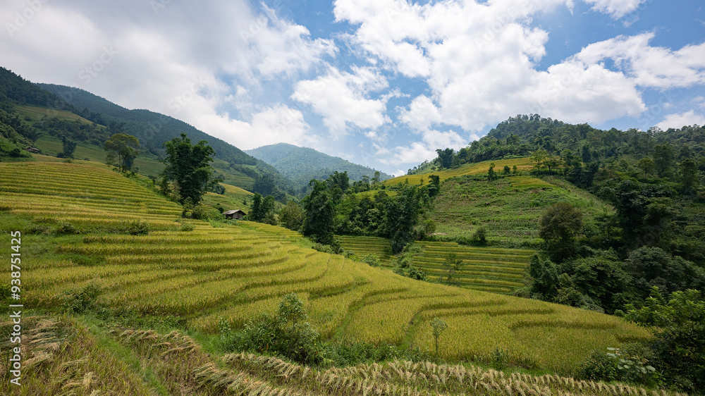 Landscape with green and yellow rice terraced fields and cloudy sky in North Vietnam Landscape with green and yellow rice terraced fields and cloudy sky in North Vietnam