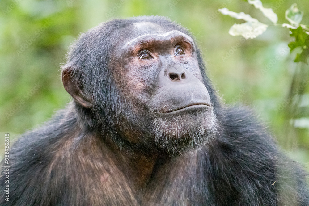 Africa, Uganda, Kibale Forest National Park. Chimpanzee (Pan troglodytes) in forest. Head-shot, face. 2016-08-04 Africa, Uganda, Kibale Forest National Park. Chimpanzee (Pan troglodytes) in forest. Head-shot, face. 2016-08-04