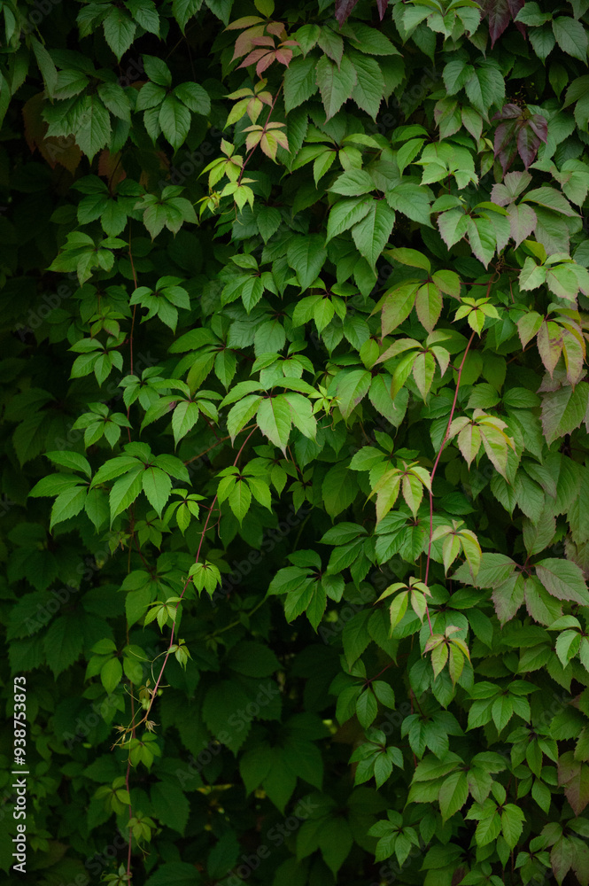 vineyard foliage leaves summer greenery vineyard foliage leaves summer greenery