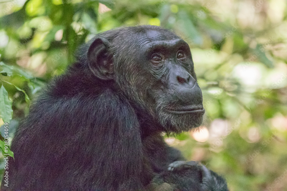 Africa, Uganda, Kibale Forest National Park. Chimpanzee (Pan troglodytes) in forest. 2016-08-04 Africa, Uganda, Kibale Forest National Park. Chimpanzee (Pan troglodytes) in forest. 2016-08-04