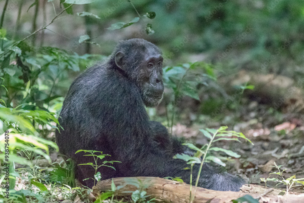 Obraz premium Africa, Uganda, Kibale Forest National Park. Chimpanzee (Pan troglodytes) in forest. 2016-08-04