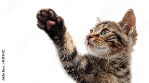 Detailed view of a cat giving a high five, paw extended, PNG, playful and expressive, cute and detailed fur