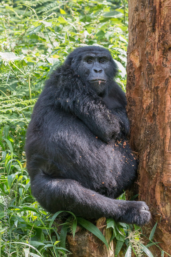 Naklejka premium Africa, Uganda, Bwindi Impenetrable Forest and National Park. Mountain, or eastern gorillas, Gorilla beringei. 2016-08-04