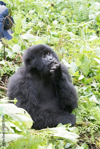 Africa, Rwanda, Musanze District, Volcanoes National Park, Ruhengeri, Kinigi. Gorilla, beringei beringei, Mountain gorilla. 2016-08-04 photo